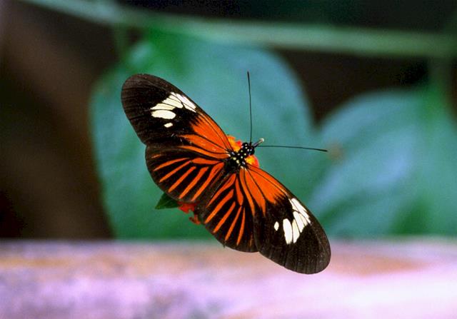 05-motyl_heliconia.jpg