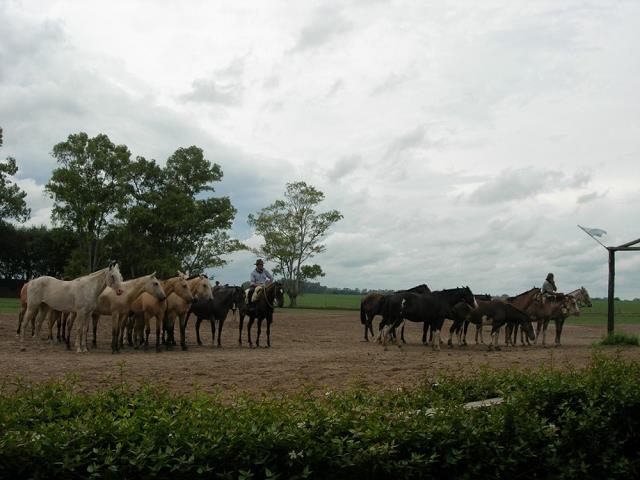 20-gaucho-argentynski_kowboy.jpg