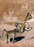 19-chacma_baboon