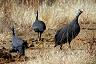 30-helmeted_guineafowl