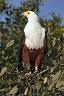 75-fish_eagle