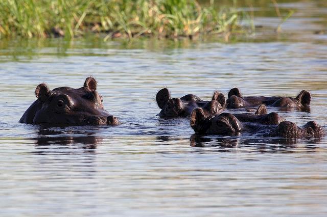 01-kapiace_sie_hipopotamy_w_delcie_rzeki_okavango-botswana.jpg