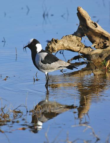 12-blacksmith_plover.jpg