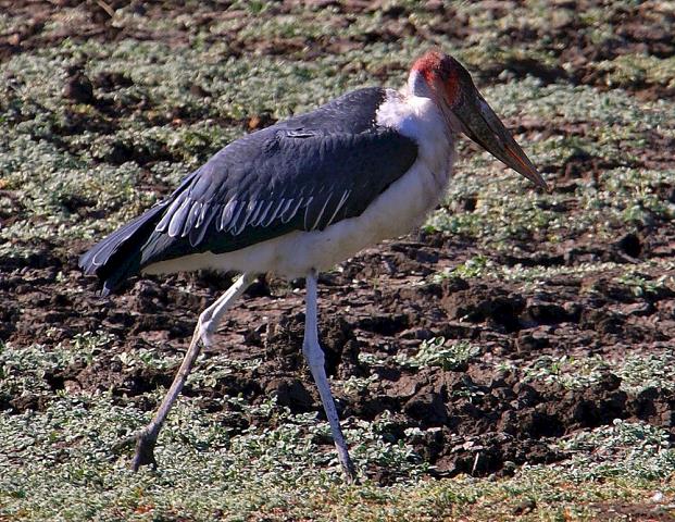 15-stork.jpg