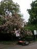 21-kwitnace_magnolie_w_sanatorium_wielka_pieniawa