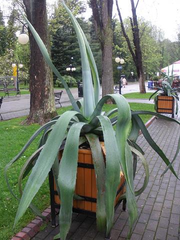 22-agawa_przy_deptaku_w_wielkiej_pieniawie.jpg