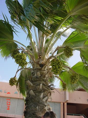 09-uroki_hotelowych_palm.jpg