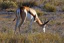 68-pasaca_sie_impala