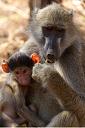 69-chacma_baboon_z_malenstwem