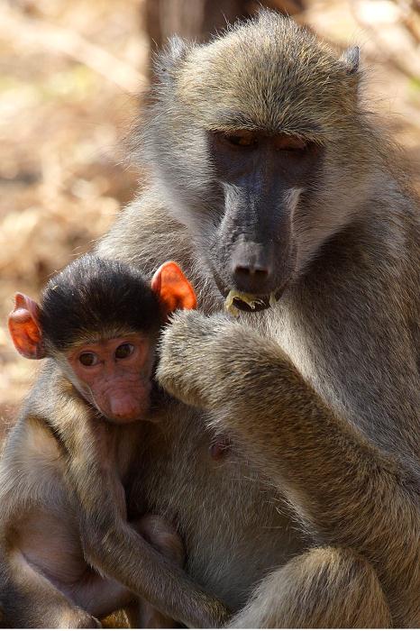 69-chacma_baboon_z_malenstwem.jpg