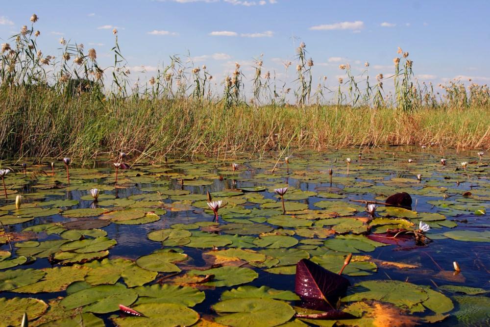 78-lilie_wodne_na_rzece_okavango-botswana.jpg
