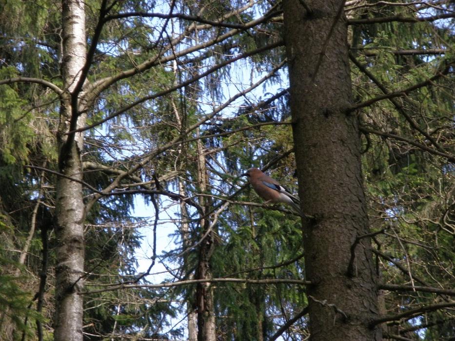 73-lesny_lokator_w_lesie_w_drodze_na_szczeliniec_wielki_-_gory_-_stolowe.jpg