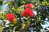 28-flora_w_parku_kahanu_-_maui_island_-_hawaje