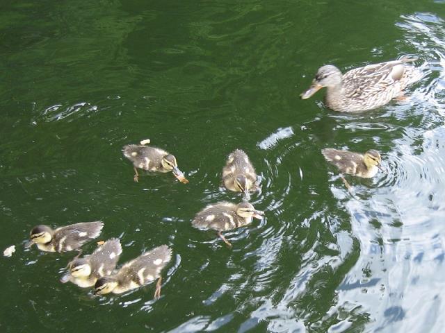 28-male_kaczki_z_mama_na_fawn_lake-mashtop.jpg