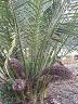 botanic_garden_cranbourne-27