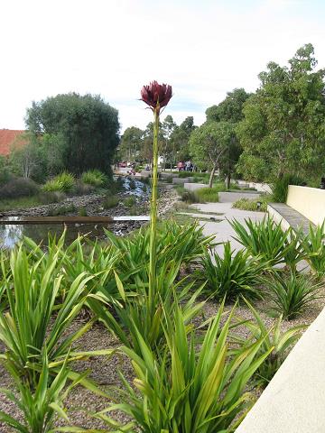 botanic_garden_cranbourne-2.jpg