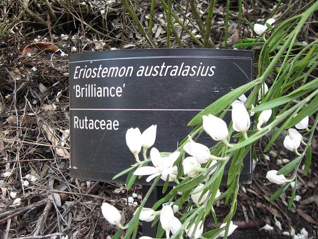 botanic_garden_cranbourne-8.jpg