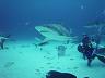 06-czy_nie_jestem_sympatyczny-caribbean_reef_shark