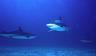 38-rekiny_nad_dnem_oceanu-nassau-bahamas