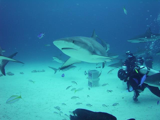 06-czy_nie_jestem_sympatyczny-caribbean_reef_shark.jpg