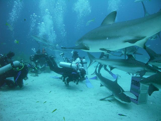 07-nurkowanie_z_rekinami.jpg