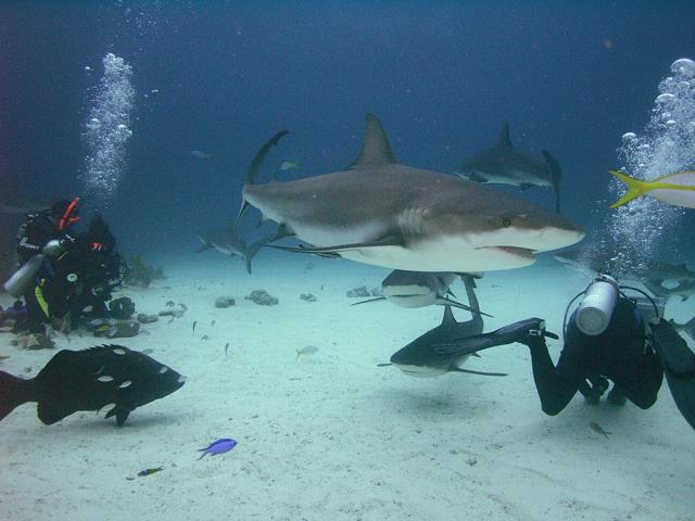36-rekin_i_grouper_w_lewym_rogu.jpg