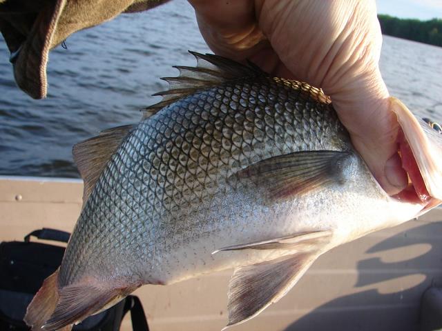 15-white_perch-10_inch-maj-23-2009-jozek.jpg