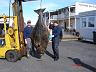 42-halibut_niemca_-_190_kg-tromso_-_norwegia-2008