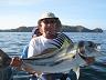 64-rooster_fish-ryba_kogut_-_uwolniona-pod_ochrona-papagayo_bay