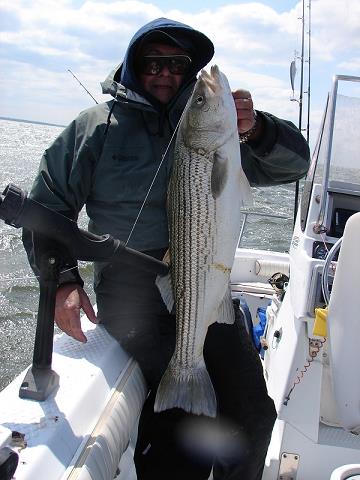 44-pierwszy_striped_bass_zbyszka-5-13-2013.jpg