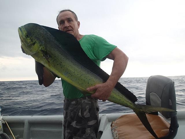 08-oto_jozka_piekna_dolphin_czyli_mahi-mahi.jpg