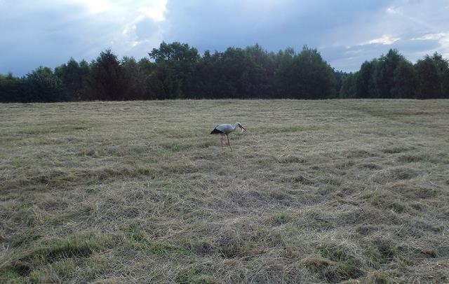 40-bocian_-_wojtek_-_z_plotka_w_dziobie-_lipiec_17-2015.jpg