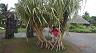 16-ewa_i_drzewo_-_papeete_-_haiti_-_wrzesien_2015