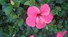 14-hibiscus_rosa_chinensis_-_maupiti_-_p.f._-_2015