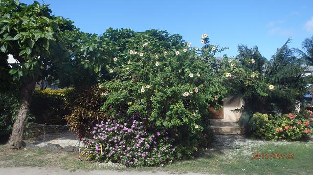 13-rozowy_hibiscus_rosa_chinensis_na_maupiti_-_p.f._-2015.jpg