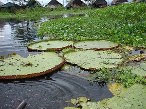 Victoria amazonica - Peru