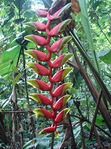 Kwiaty amazonskiej dzungl