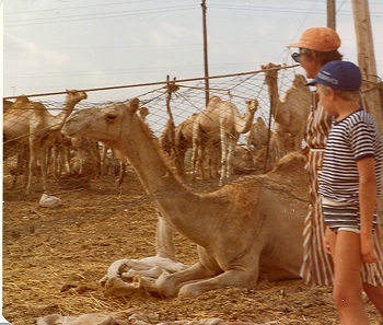 Wielbladzi targ w Tripoli-Libia