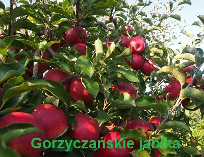 07-Gorzyczanskie jablka