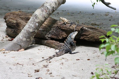 06-Iguany na plazy w Manuel Antonio