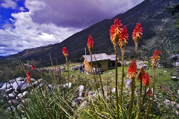 08-Trytomie graniaste najpiekniejsze  kwiaty na stokach del Cocuy.
