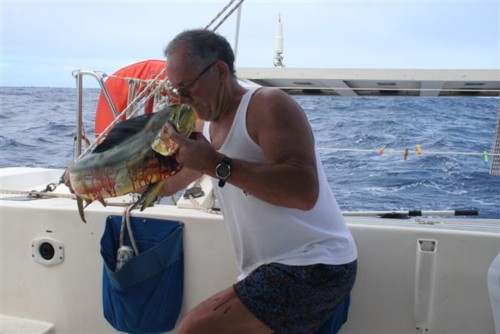 Dolphin-Mahi-Mahi-91-5 cm-zwedkowany kolo St Lucia