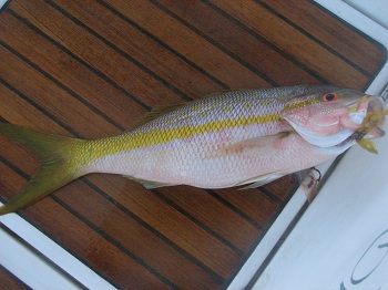 Kolejny Yellowtail Snapper juz na pokladzie