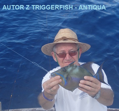02-Autor z Queen triggerfish 