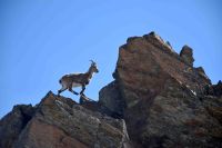 Gorska kozica - Alpy 2014-GG