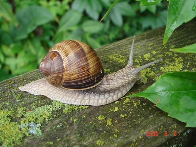 64-slimak.jpg
