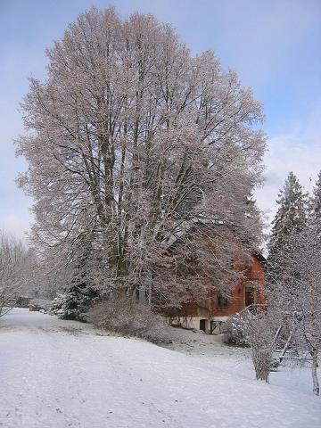 79-zima_juz_zawitala_do_guzowego_mlyna.jpg