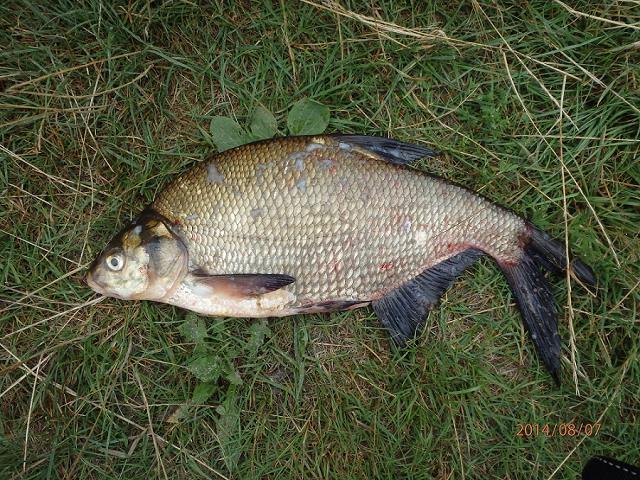 14-moj_najwiekszy_leszcz_ze_zbiornika_maziarnia-1_kg-7_sierpien_2014.jpg
