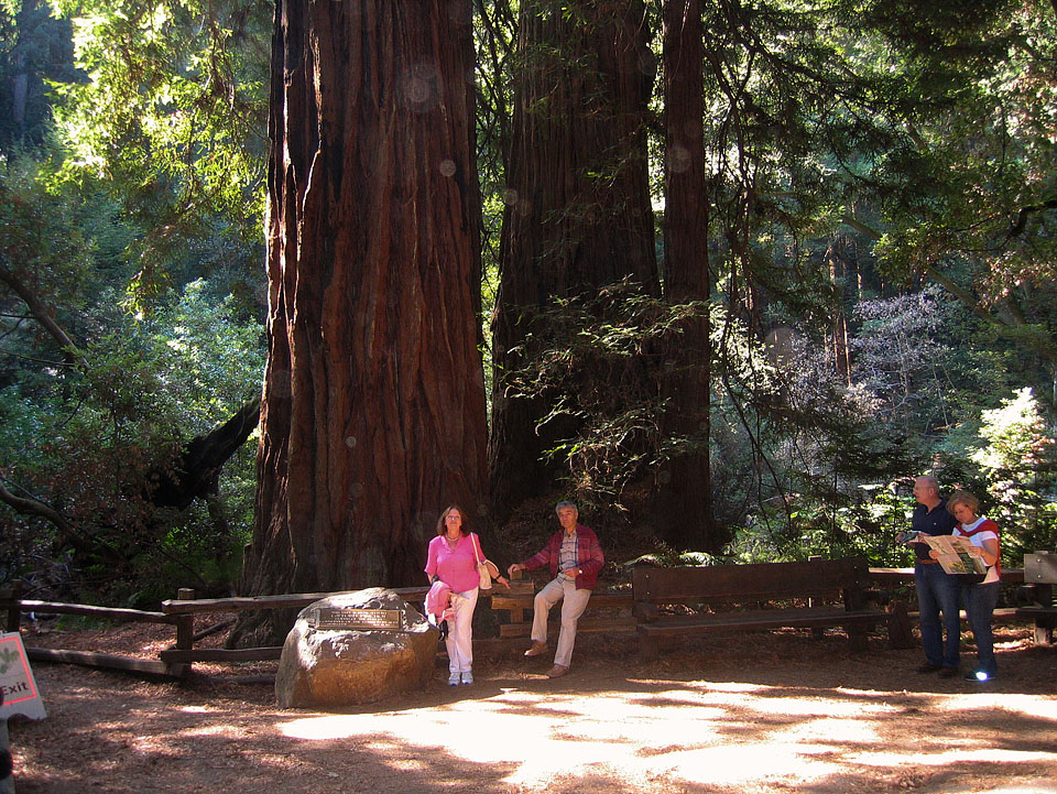11- poteznych sekwoi w Muir Woods National Monument